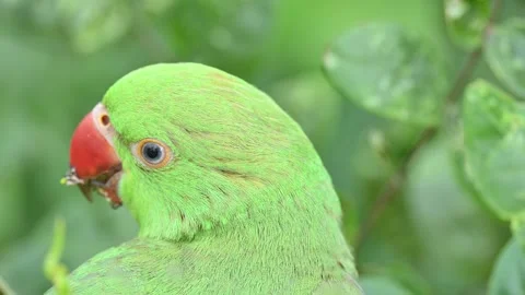 Rose-ringed parakeet bird. Видео 341255123