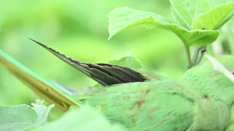 Rose-ringed parakeet bird. Видео 341255227