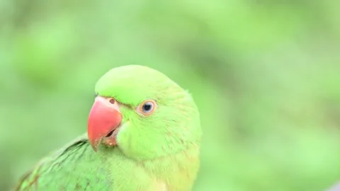 Rose-ringed parakeet bird. Видео 341255291