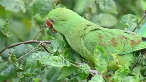 Rose-ringed parakeet bird. Видео 341255339