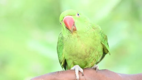 Rose-ringed parakeet bird. Видео 341255360