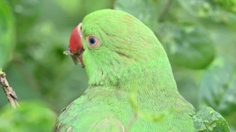 Rose-ringed parakeet bird. Видео 341255411