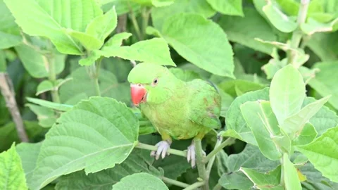 Rose-ringed parakeet bird. Видео 341255765