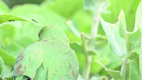 Rose-ringed parakeet bird. Видео 341255817