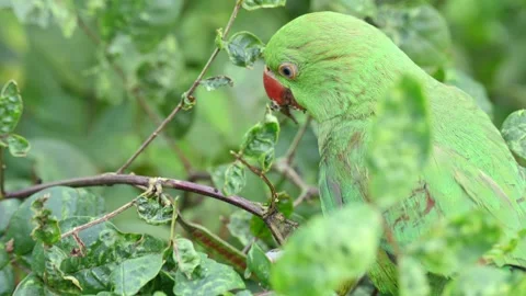 Rose-ringed parakeet bird. Видео 341255857