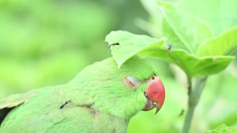 Rose-ringed parakeet bird. Видео 341255865