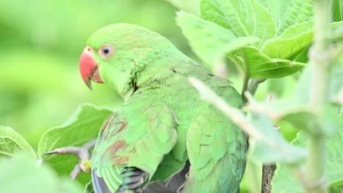 Rose-ringed parakeet bird. Видео 341255883