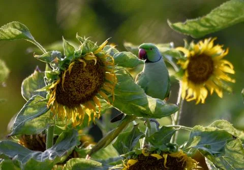 Rose ringed parakeet bird Stock Photos