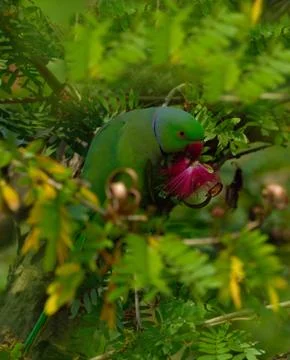 Rose ringed parakeet bird Stock Photos