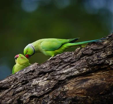 Rose-ringed Parakeet Bird Stock Photos