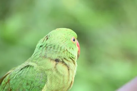 Rose-ringed parakeet bird. Stock Photos