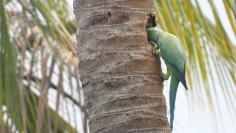 Rose-ringed parakeet bird playing in the nest , on the Borassu tree Stock Footage 238639956