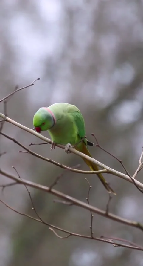 Rose-ringed parakeet bird on tree twig swith blur background, vertical shot Stock Footage 248341477