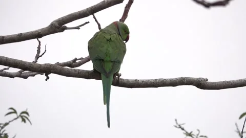 Rose ringed Parakeet on branch Vídeos de archivo 260753542