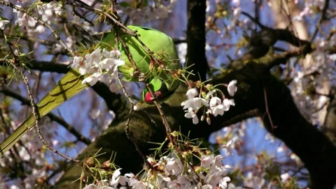 ROSE RINGED PARAKEET ON CHEERY ST JAMES'S PARK Stock Footage 80492910
