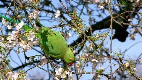 ROSE RINGED PARAKEET ON CHEERY ST JAMES'S PARK 스톡 동영상 80537445