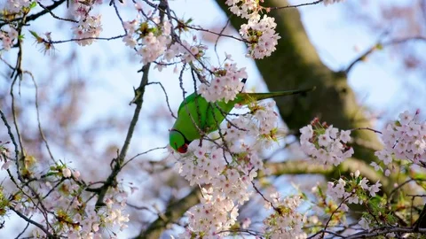 ROSE RINGED PARAKEET ON CHEERY ST JAMES'S PARK Video stock 80537550