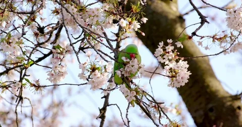 ROSE RINGED PARAKEET ON CHEERY ST JAMES'S PARK 스톡 동영상 80987373