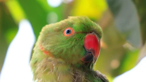 Rose-ringed Parakeet, Close up. Colorful parrot on green background. Stock Footage 128563780