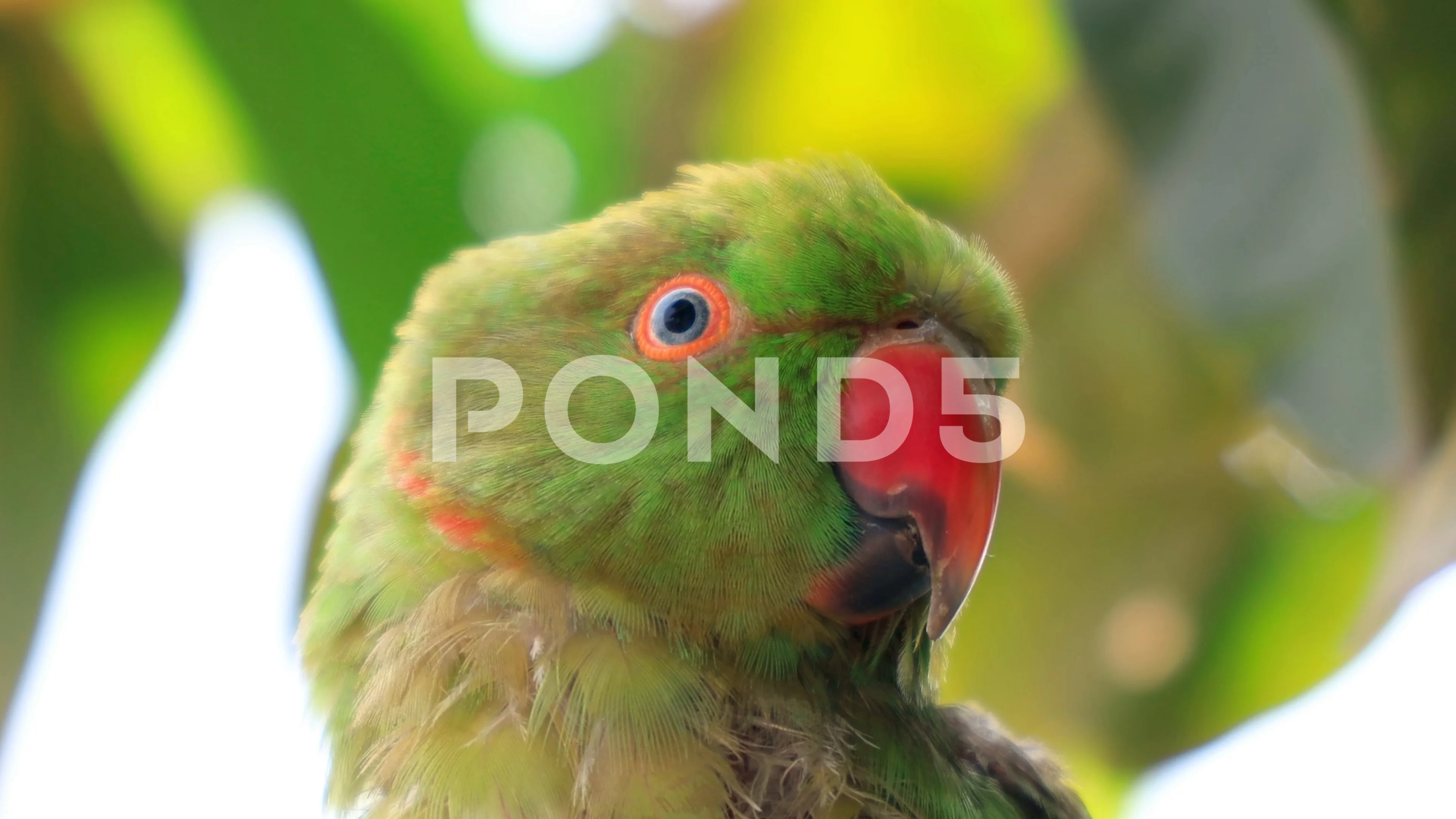 Rose ringed parrot Free Stock Photos, Images, and Pictures of Rose ringed  parrot