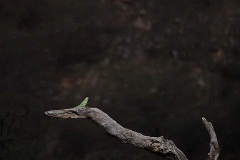 Rose-ringed parakeet on a dead tree bark at Jhalana Reserve in Rajasthan Indi Stock Photos