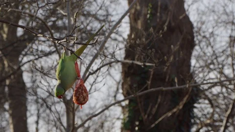 Rose-ringed parakeet eating from bag full of nuts hanging from tree on Video stock 129672424