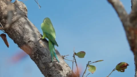 Rose ringed parakeet eating seed in the forest. Stock Footage 304868920