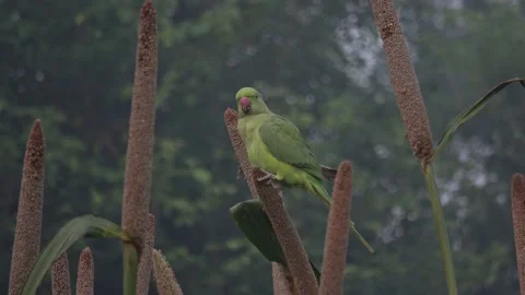 Rose-ringed parakeet eats millet 스톡 동영상 205590688