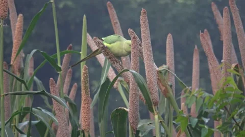 Rose-ringed parakeet eats millet 库存影片 219700565