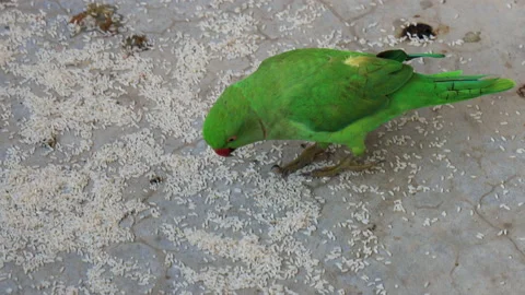 Rose Ringed Parakeet eats rice grains 库存影片 140991083