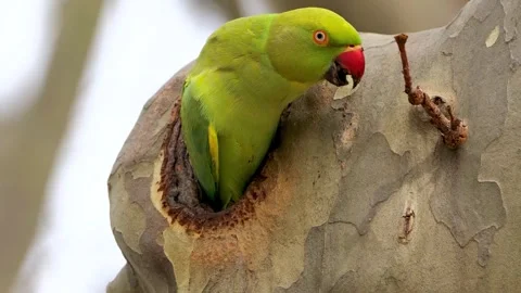 Rose-Ringed Parakeet Emerging from a Tree Hollow During Nesting Season Stock-Footage 341209230