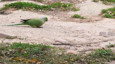 Rose-ringed parakeet feeding on the ground at lodhi garden- 4K 60p Stock Footage 106862412