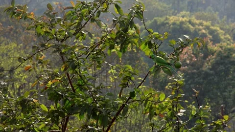 Rose ringed parakeet feeding on guava. Stock Footage 327803262