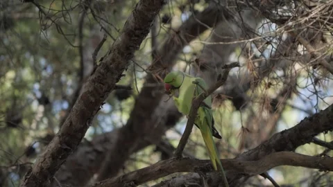 Rose-ringed Parakeet Feeding on Pine Tree Branch 스톡 동영상 328281295