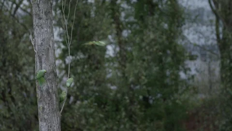 Rose-ringed parakeet flies to a leafless tree and away from its flock, Den Haag 스톡 동영상 253213447