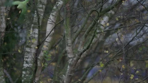Rose-ringed parakeet fly with dutch train passing in the background, Den Haag Stock Footage 253215422