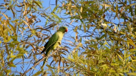 Rose Ringed Parakeet Flying Away 스톡 동영상 336098915