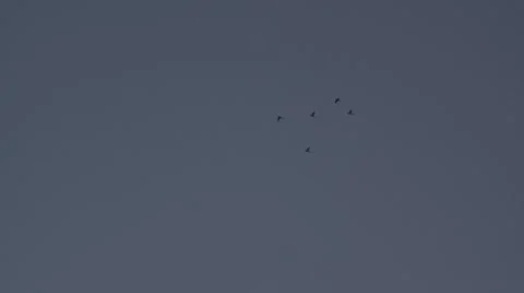 Rose-Ringed Parakeet Flying Flock Delhi Dusk Spring Video stock 43196951