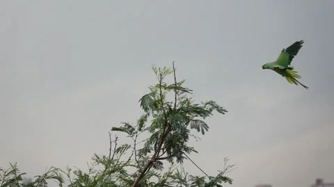 Rose ringed parakeet flying in on to a tree looking for food in slow motion Stock Footage 246842918