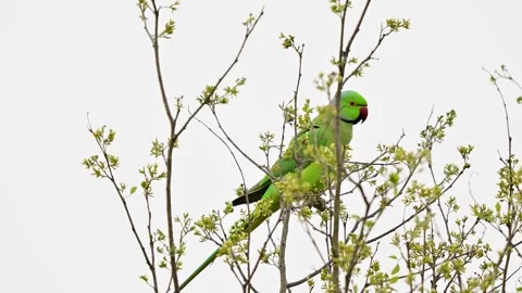 Rose-ringed Parakeet focus: Hooked red bill and emerald feathers. Stockbeeldmateriaal 333118804