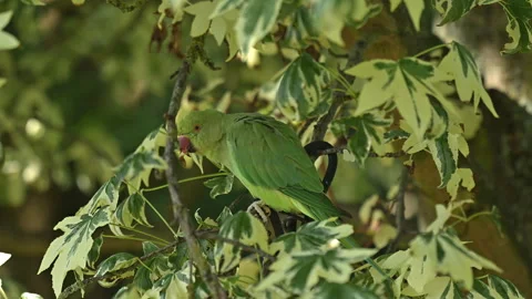 Rose-ringed parakeet in foliage Stock Footage 247562127