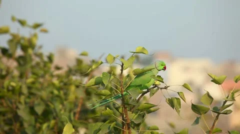 Rose-ringed Parakeet Video stock 12699055