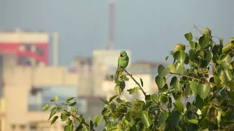 Rose-ringed Parakeet Video stock 12699060