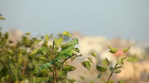 Rose-ringed Parakeet 스톡 동영상 14886248