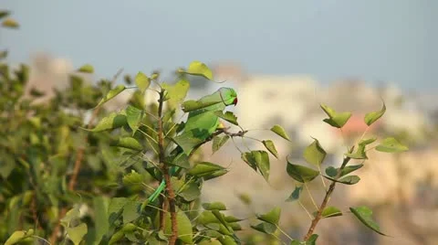 Rose-ringed Parakeet. 库存影片 18006953