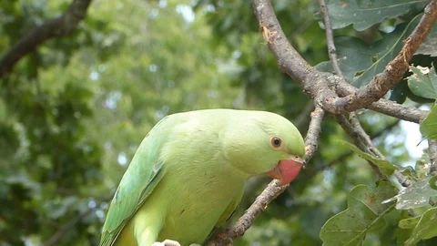 Rose Ringed Parakeet Stock Footage 93021450
