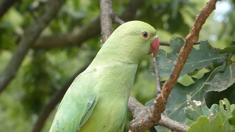 Rose Ringed Parakeet Stock Footage 93021452