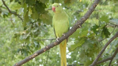 Rose Ringed Parakeet Stock Footage 93021455
