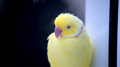 Rose-ringed parakeet Stock Footage 95283905