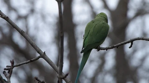 Rose Ringed Parakeet Video stock 124546288